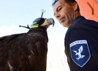 Unik, Polisi Belanda Gunakan Burung Elang Untuk Memburu Drone Ilegal 78-elang-anti-drone-kepolisian-belanda