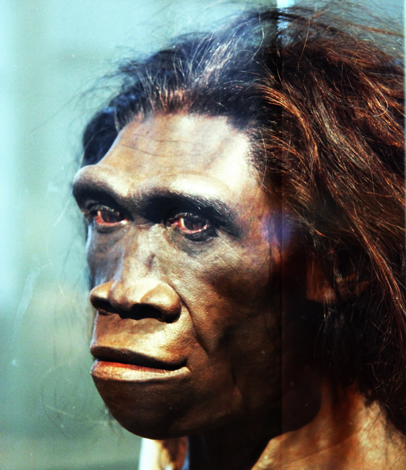 Rekonstruksi Homo erectus di Smithsonian