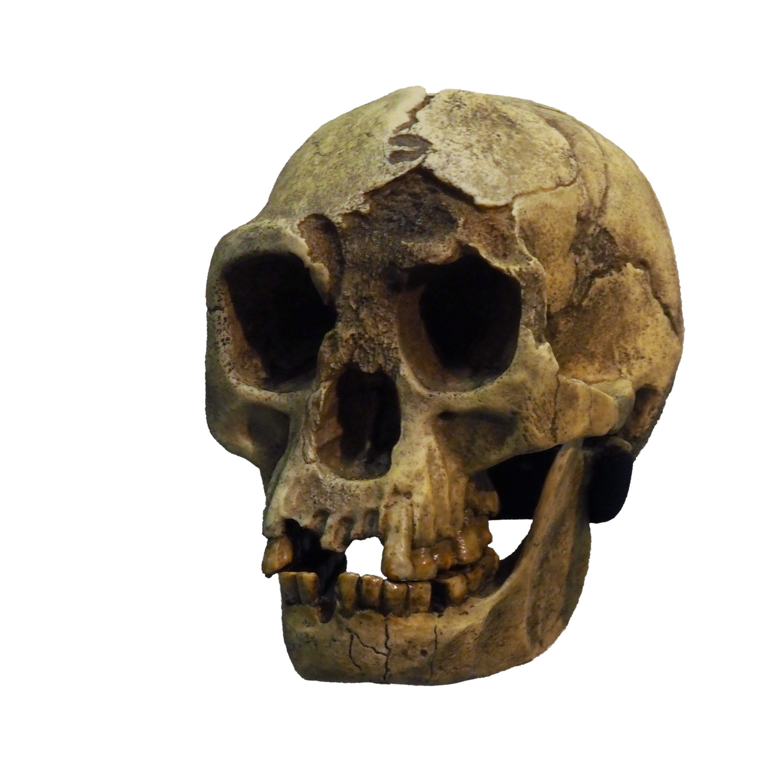 Tengkorak Homo floresiensis dari Liang Bua, Flores