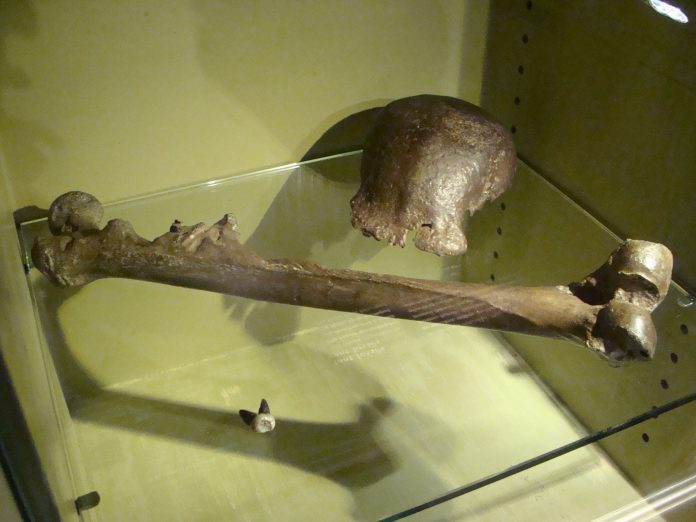 Fosil atap tengkorak Pithecanthropus erectus temuan Eugene Dubois